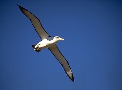 Shy Albatross flying