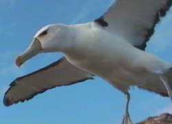 Close up, Shy Albatross