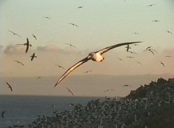 Evening flight, Albatross Island