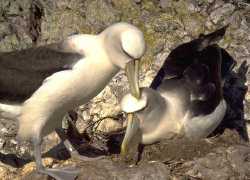 Shy Albatross, grooming