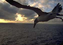 Shy Albatross hovering in the wind, Albatross Island