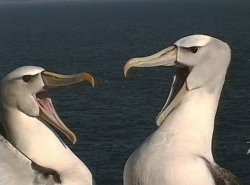 Shy Albatross,