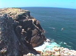 On top of the cliffs, Albatross Island