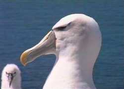 Close up, Shy Albatross
