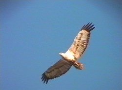 Sea Eagle