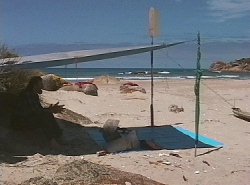 Campsite, East Telegraph Beach, Three Hummock Island