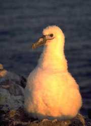 Young Shy Albatross chick