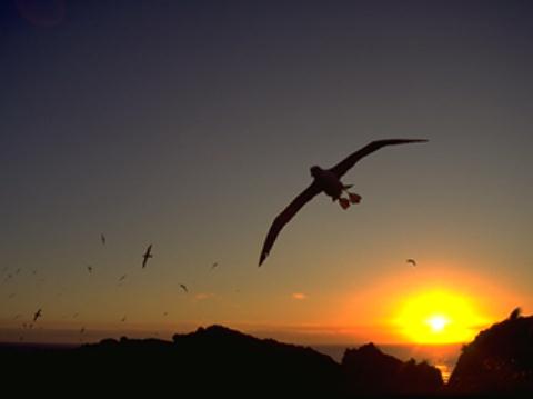 Albatross flying at sunset