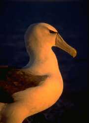 Sunset light on a Shy Albatross