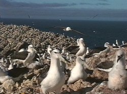 Thousands of Shy Albatross
