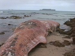 Dead Sperm whale, Hunter Island