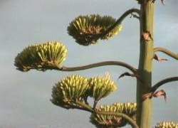 Aloe Vera plant, Badger Is.