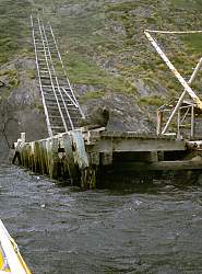 Bull seal guarding the jetty, Maatsuyker Is.