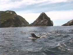 Seals near the Needles