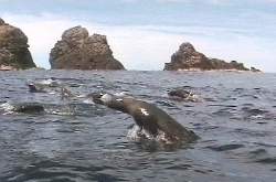 Seals following the kayaks