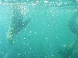 Seals underwater