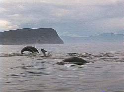 Seals following the kayaks