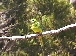 Orange bellied Parrot