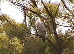 Sea Eagle, Bathurst Harbour