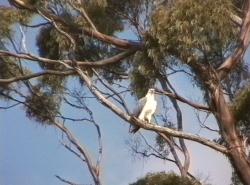 Sea Eagle, Macquarie Harbour