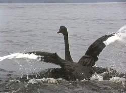 Black swan, Macquarie Harbour