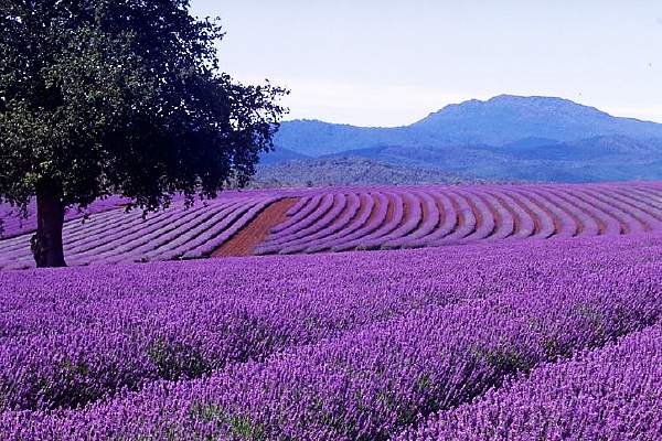 Bridestowe Lavender Farm