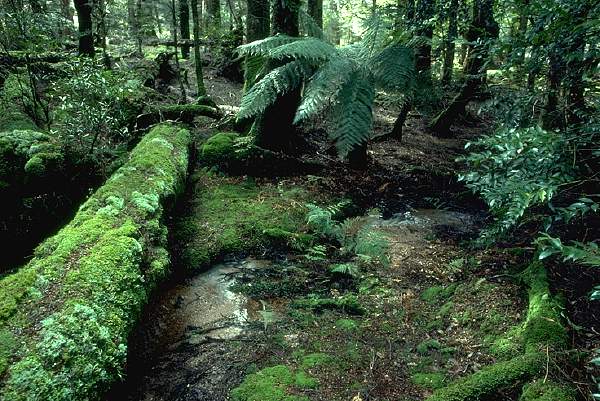 Rainforest, Mt Maurice