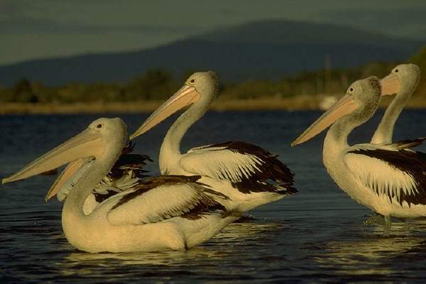 Pelicans, Bridport