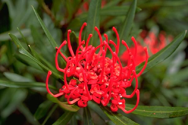 Waratah Flower, Blue Tier