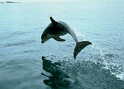 Dolphins off Sandy Cape