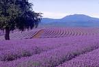 Lavender farm