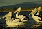 Pelicans