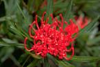 Waratah flower